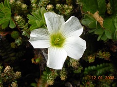 Oxalis enneaphylla