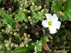 Oxalis enneaphylla