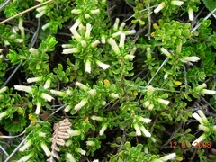 Baccharis magellanica
