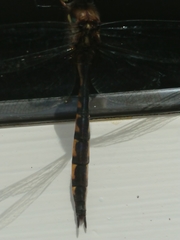 Hemicordulia armstrongi