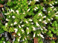 Baccharis magellanica