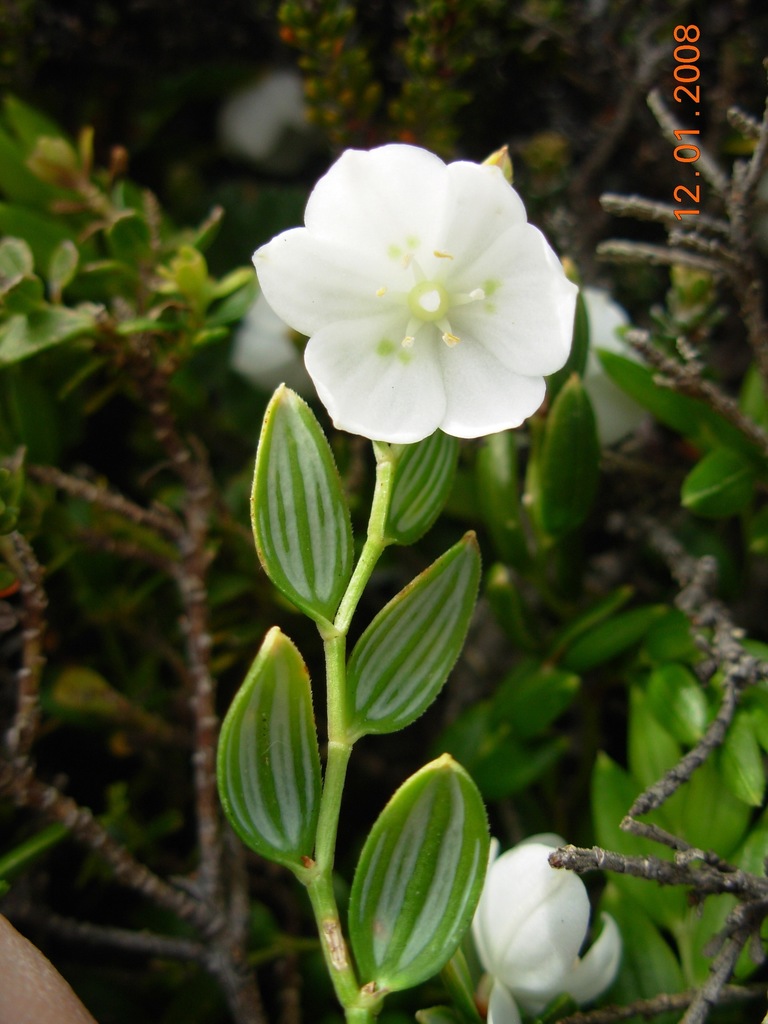 Almond Flower