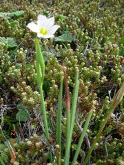 Olsynium filifolium