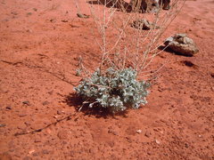 Artemisia bigelovii