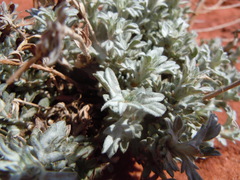 Artemisia bigelovii