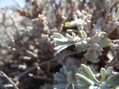 Artemisia bigelovii