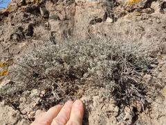 Artemisia bigelovii