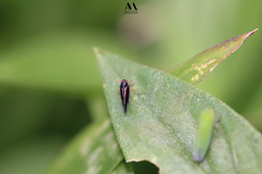 Auchenorrhyncha