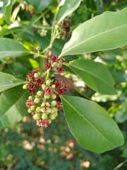 Santalum