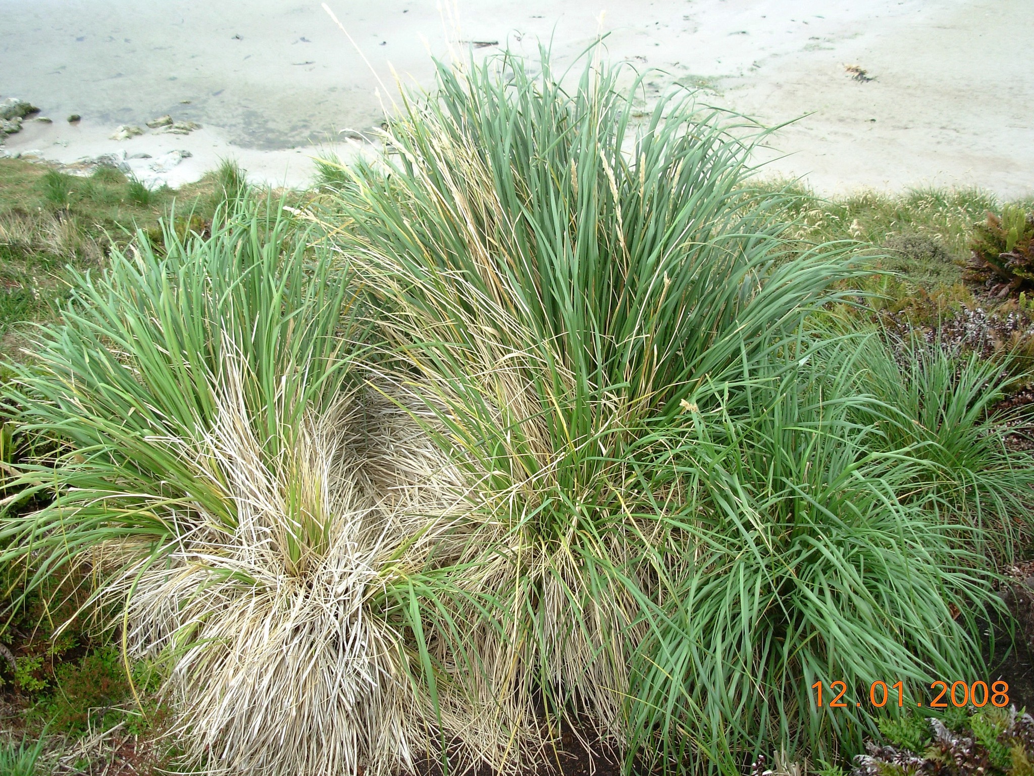 Poa flabellata