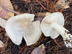 Tricholoma pardinum