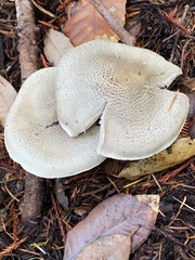 Tricholoma pardinum