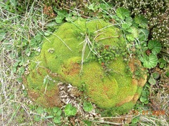 Bolax gummifera