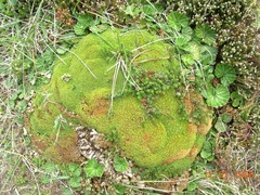 Bolax gummifera