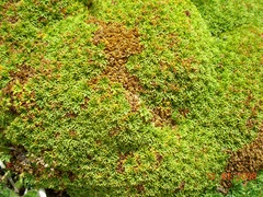 Bolax gummifera