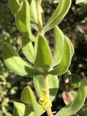 Persoonia rigida