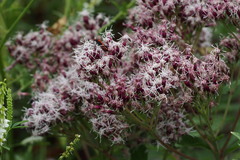 Eupatorium makinoi