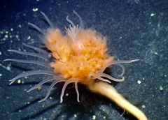 Ectopleura marina