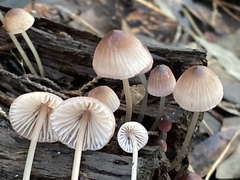 Mycena bulliformis