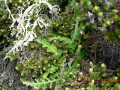 Leucheria suaveolens