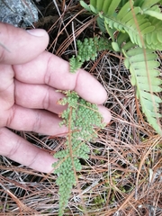 Myriopteris lendigera