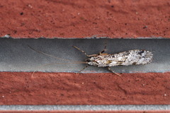 Stenopsyche marmorata