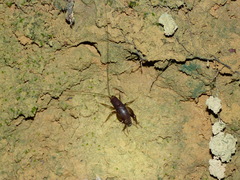 Mogoplistinae