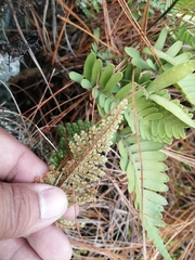 Myriopteris lendigera