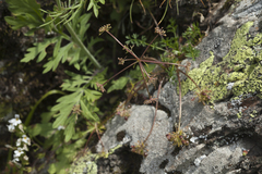 Chamaesciadium acaule