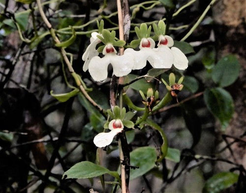 Oeonia rosea image