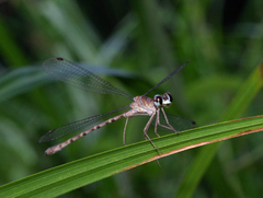 Podolestes coomansi