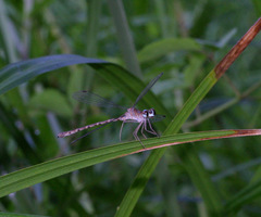 Podolestes coomansi