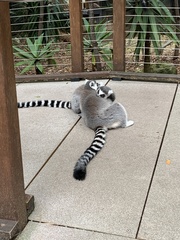 Lemur