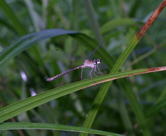 Podolestes coomansi