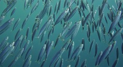 Decapterus