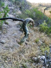 Gerrhonotus liocephalus
