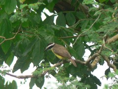 Pitangus sulphuratus