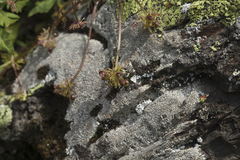 Chamaesciadium acaule