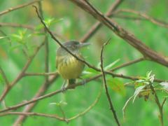 Todirostrum maculatum