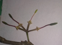 Capparidastrum frondosum