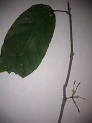 Capparidastrum frondosum