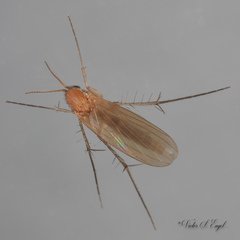 Mycetophila fungorum