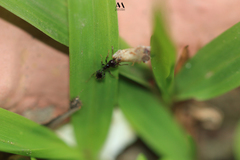 Formicidae