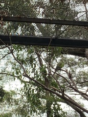 Polytelis alexandrae