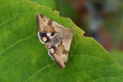 Heliothis adaucta