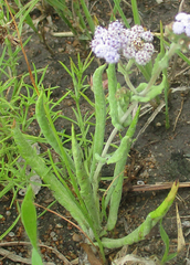 Denekia capensis image