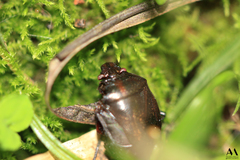 Discocephalinae