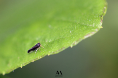 Auchenorrhyncha
