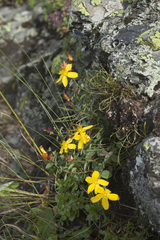 Hypericum nummularioides