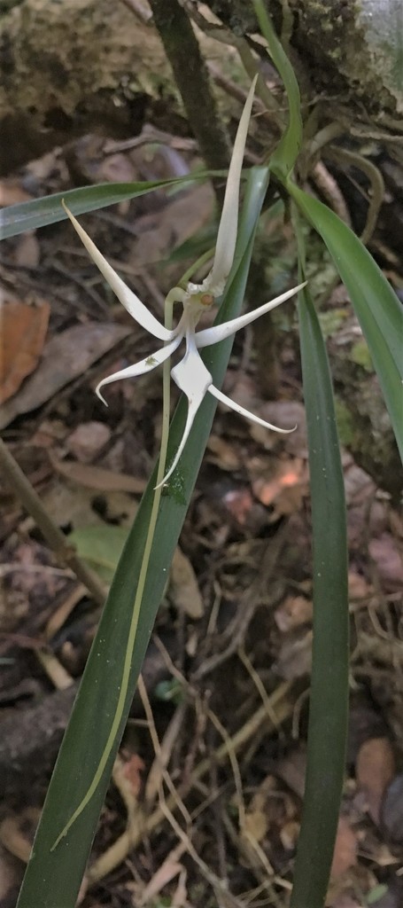 Jumellea stenophylla
